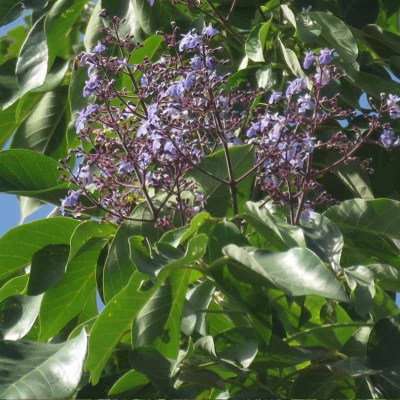 Vitex gaumeri